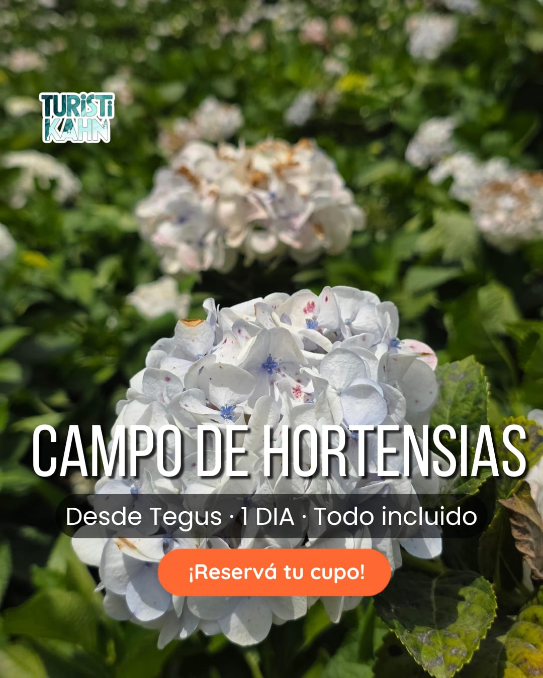 Tours y excursiones nacionales en Honduras - Parque Nacional Cusuco